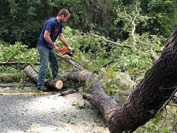 Professional Tree Removal in Fernandina Beach, FL