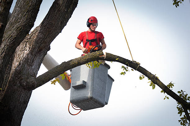 How Our Tree Care Process Works  in  Fernandina Beach, FL